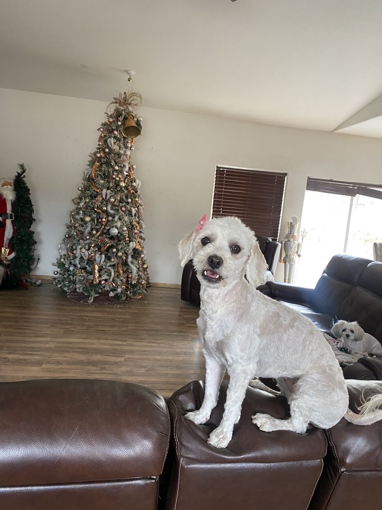 SARA’S SAFE SPACE GROOMING Updated October 2024 17 Photos 1137