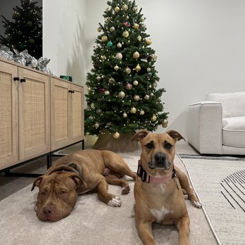 Cosmo K9 Obedience - Franklin (left) in a down stay position. - Pet Training Near Me Cosmo K9 Obedience - Franklin (left) in a down stay position. - Pet Training Near Me