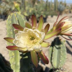 Mariscal Cactus And Succulents - Mariscal Cactus and Succulent garden