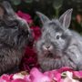 Photo of Binky Bunny Boarding