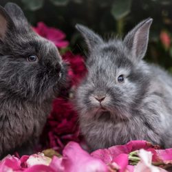 Binky Bunny Boarding - Cute baby Bunnies!