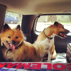 Lucky Dog Pet Grooming - My Pomeranian Winston loved his haircut.