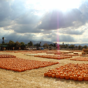 Jacobs Farms - Jacobs Farms Organic Pumpkin Patch - Pumpkin Patches Near Me - San Jose, California Jacobs Farms - Jacobs Farms Organic Pumpkin Patch - Pumpkin Patches Near Me - San Jose, California