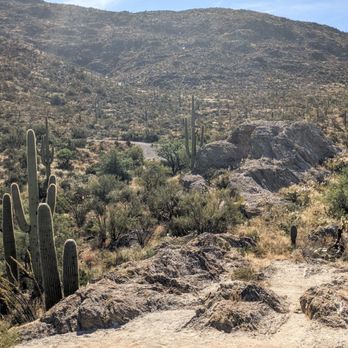 Cactus Forest Drive - Javelina Rocks Overlook | Instagram: @telephonesmoothie - Local Flavor Near Me - Tucson, Arizona