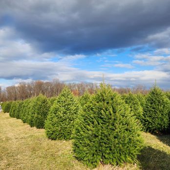 Gaver Farm - Lots of trees - Pick Your Own Farms Near Me - Mount Airy, Maryland Gaver Farm - Lots of trees - Pick Your Own Farms Near Me - Mount Airy, Maryland