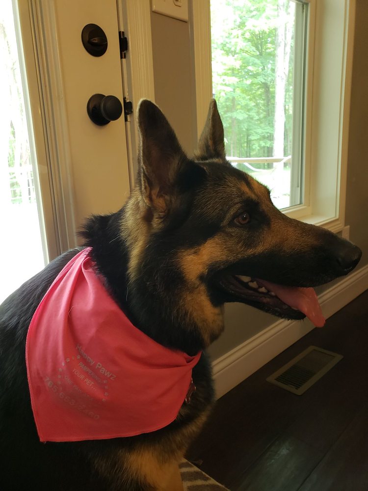 HAPPY PAWZ Updated July 2024 1285 S Jackson St, Greencastle, Indiana Pet Groomers Phone