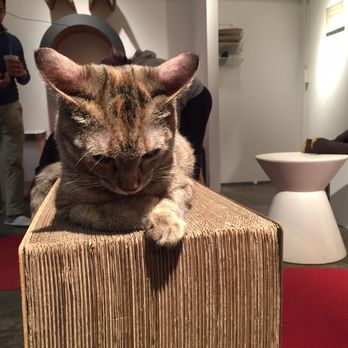 Koneko - One of the kitties the night I went - Breakfast & Brunch Near Me - New York, New York