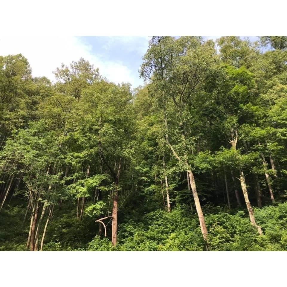 TREE’S UNLIMITED Updated September 2024 309 Pinecrest Dr