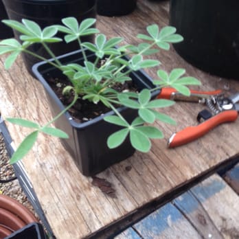 Chambers Nursery Garden Center - Nurseries & Gardening Near Me - Irving, Texas