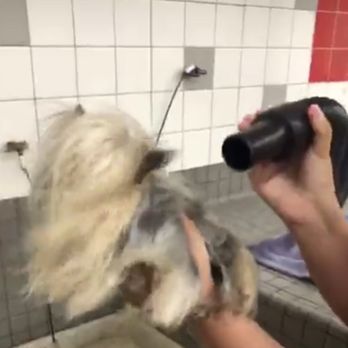 Pet Food Express - Powerful hair dryer blows cool air. - Pet Stores Near Me - Napa, California