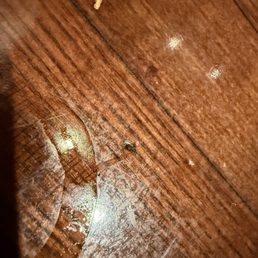 Fruit flies Fruit flies