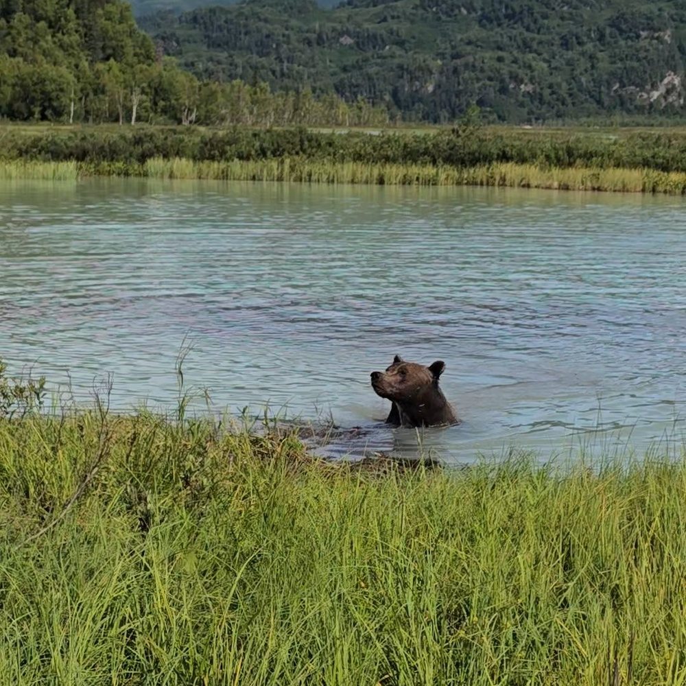 Talon Air Service - Brown bear - Fishing Near Me Talon Air Service - Brown bear - Fishing Near Me