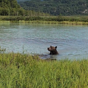 Talon Air Service - Brown bear - Fishing Near Me Talon Air Service - Brown bear - Fishing Near Me