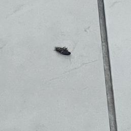 Cockroach Cockroach
