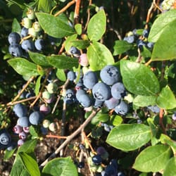 Bear Berries