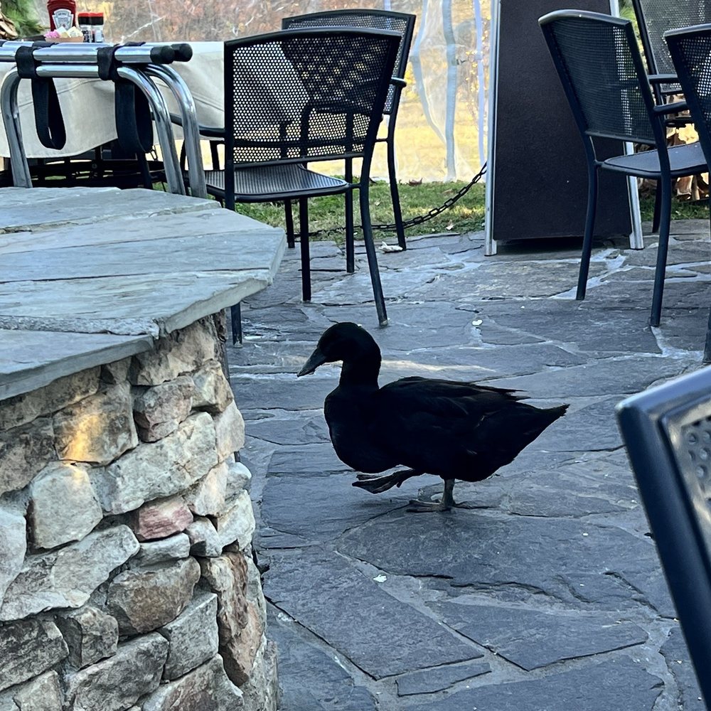 Old Mill Pottery House Cafe - A beautiful black duck - American Near Me - Pigeon Forge, Tennessee Old Mill Pottery House Cafe - A beautiful black duck - American Near Me - Pigeon Forge, Tennessee