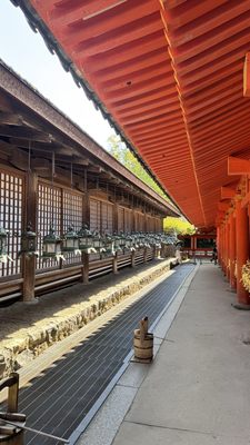Kasugataisha Shrine by null
