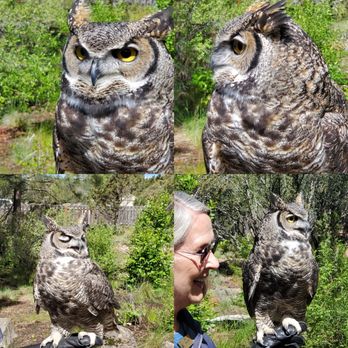 Sunriver Nature Center & Observatory - Joe 2 Great Horn owl - Observatories Near Me - Sunriver, Oregon Sunriver Nature Center & Observatory - Joe 2 Great Horn owl - Observatories Near Me - Sunriver, Oregon