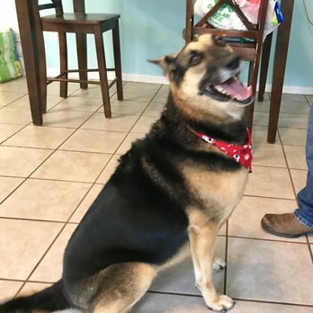 Fidos Home Pet Inn & Spa - Sugar is smiling because she's clean! - Pet Groomers Near Me - Katy, Texas Fidos Home Pet Inn & Spa - Sugar is smiling because she's clean! - Pet Groomers Near Me - Katy, Texas