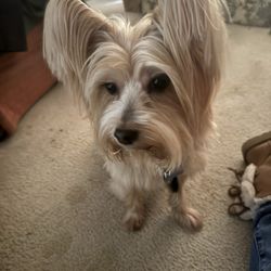 JM Pet Resort & Veterinary Clinic - Miss Bella