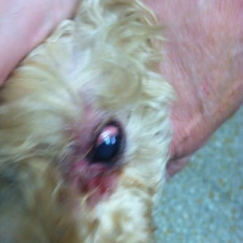 Hanahan Veterinary Clinic - Left my dog at their kennel from Saturday to Monday. - Veterinarians Near Me - Hanahan, South Carolina Hanahan Veterinary Clinic - Left my dog at their kennel from Saturday to Monday. - Veterinarians Near Me - Hanahan, South Carolina
