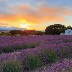 Santa Rita Hills Lavender Farm - Summer sunset