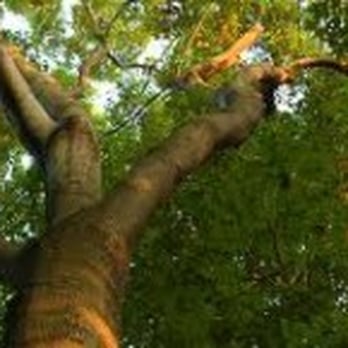 Lovett Tree Service - Tree Services Near Me - Dallas, Texas Lovett Tree Service - Tree Services Near Me - Dallas, Texas
