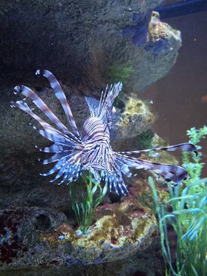 Gulfarium Marine Adventure Park by null