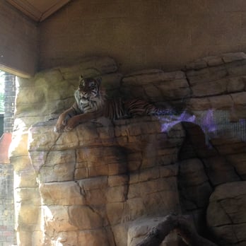 ZSL London Zoo - Tiger - Zoos Near Me - London, XGL ZSL London Zoo - Tiger - Zoos Near Me - London, XGL