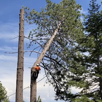 HV Tree Care - Tree Services Near Me - Placerville, California