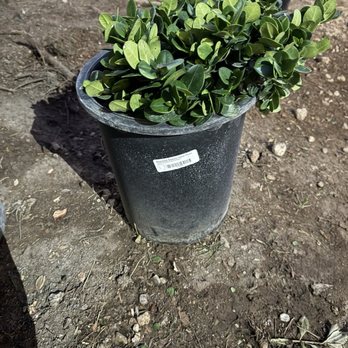 Star Nursery - Nurseries & Gardening Near Me - Las Vegas, Nevada Star Nursery - Nurseries & Gardening Near Me - Las Vegas, Nevada