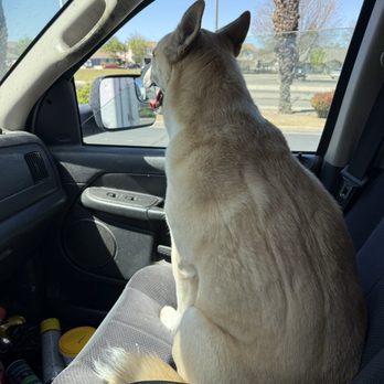 Apricot Veterinary Clinic - This dog is back home because this vet office scanned it for a chip they when out of their way. Want to say more but no room. - Veterinarians Near Me - Patterson, California Apricot Veterinary Clinic - This dog is back home because this vet office scanned it for a chip they when out of their way. Want to say more but no room. - Veterinarians Near Me - Patterson, California