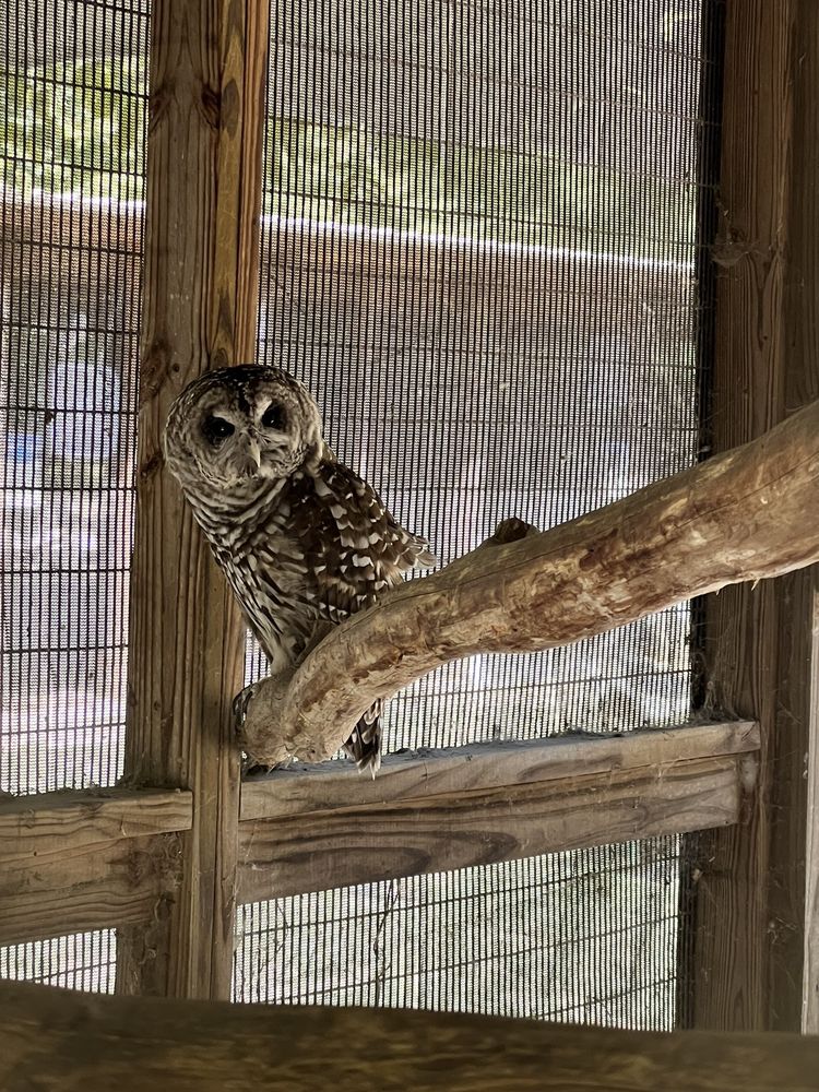 Rogers Wildlife Rehabilitation Image