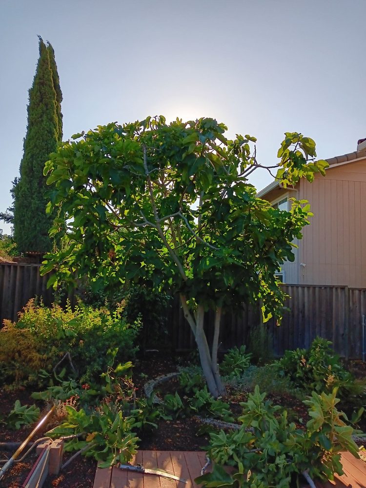 Carlo's Tree Service - tree service in San Jose, CA