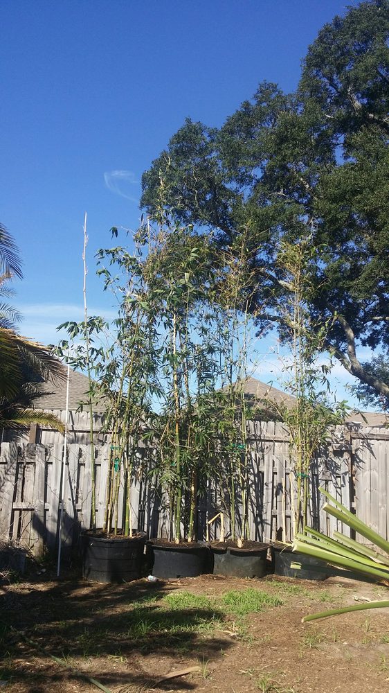 PALM TREES Updated June 2024 19 Photos Gulf Breeze, Florida