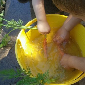Olalla Bay Childcare - Washing carrots from the garden. - Child Care & Day Care Near Me Olalla Bay Childcare - Washing carrots from the garden. - Child Care & Day Care Near Me