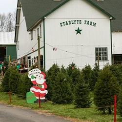 Starlyte Christmas Tree Farm