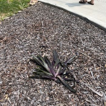 Incredible! Inflatables & Amusements - One of the plants he destroyed when he backed way out into flower bed - Bounce House Rentals Near Me Incredible! Inflatables & Amusements - One of the plants he destroyed when he backed way out into flower bed - Bounce House Rentals Near Me