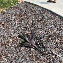 Incredible! Inflatables & Amusements - One of the plants he destroyed when he backed way out into flower bed