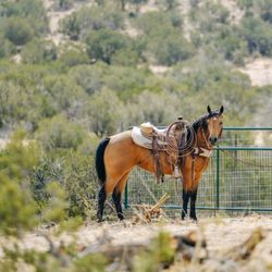Coolhorse - Tack and saddles at Coolhorse