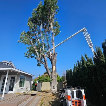 Paez Tree Service - Removal - Tree Services Near Me - Anaheim, California