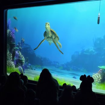 Turtle Talk with Crush - Crush - Amusement Parks Near Me - Anaheim, California