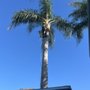 L&P Tree Service