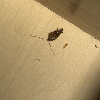 Uptown Rental Properties - Cockroach - Property Management Near Me - Cincinnati, Ohio Uptown Rental Properties - Cockroach - Property Management Near Me - Cincinnati, Ohio