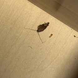 Uptown Rental Properties - Cockroach
