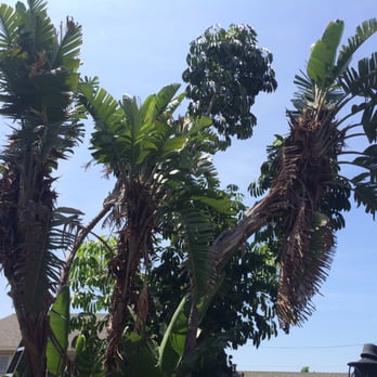 A. Cabral Tree Service - Before - Tree Services Near Me