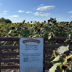 Stuckey Farm Orchard and Cider Mill - Sunflower field