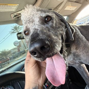 Doggie In The Window - My dog. - Pet Groomers Near Me - Las Vegas, Nevada