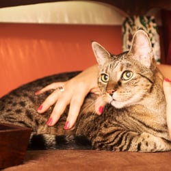 Now and Zen Pet Massage & Natural Care - Reiki is a non-invasive, subtle and effective form of energy work using guided life force energy to calm, relax and nurture your pets.