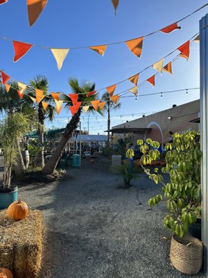 The Backyard by null